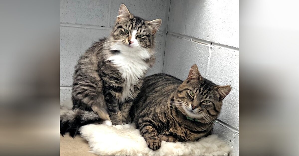 Rescue Cats Fall In Love At Shelter And Now Seek Forever Home Together