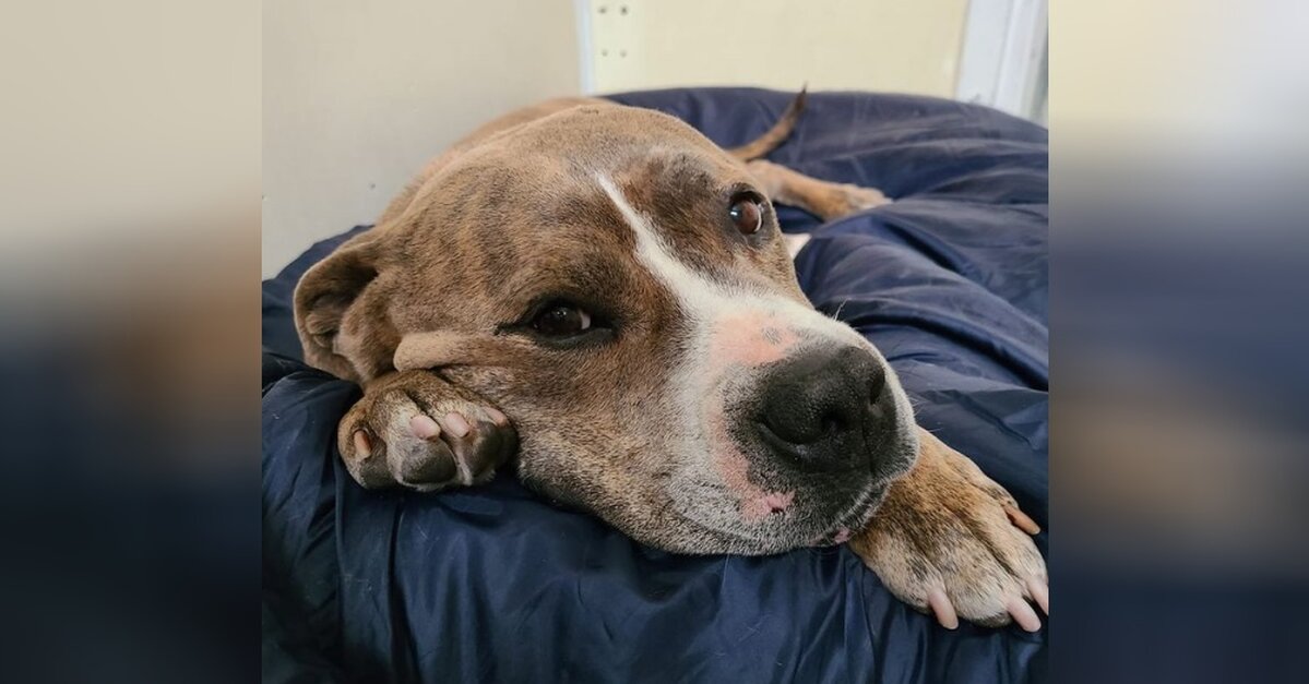 Rescue Pit Bull Who Loves To Cuddle Has Been Waiting Over 700 Days For  Someone To Adopt Him - The Animal Rescue Site News