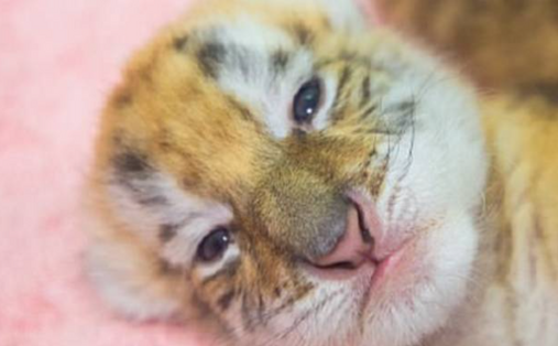 People's Daily, China on X: Two cute tiger cubs are enjoying