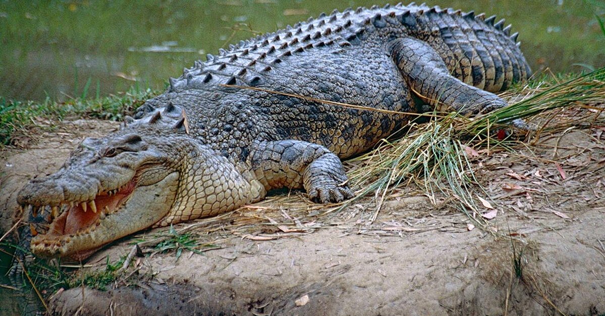 Crocodile farmers risk lives for style