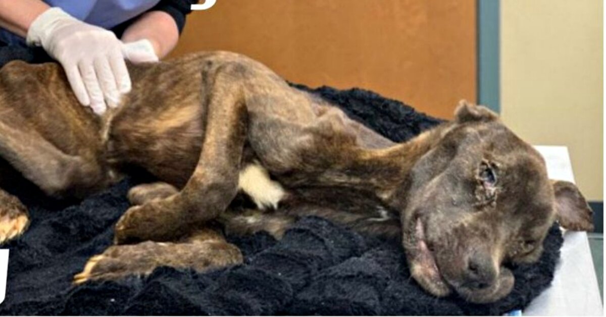 Woman Who Nearly Starved Her Dog To Death Receives Maximum Sentence - Does The Dog Die Only Murders In The Building
