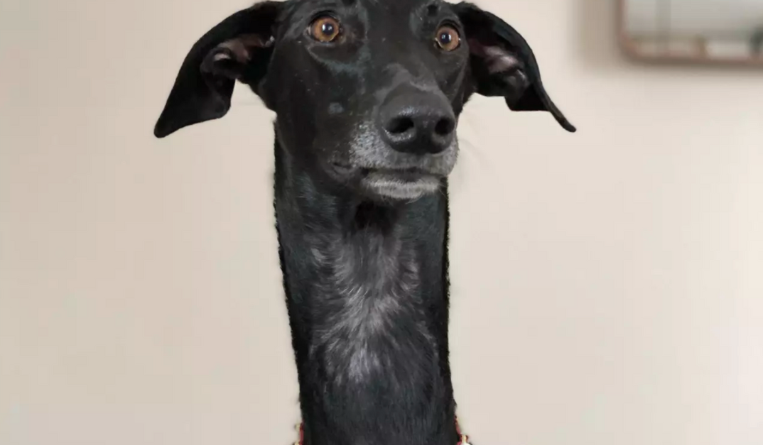 Rescue Dog With Unusually Long Neck Finally Finds Forever Home - The Animal  Rescue Site News