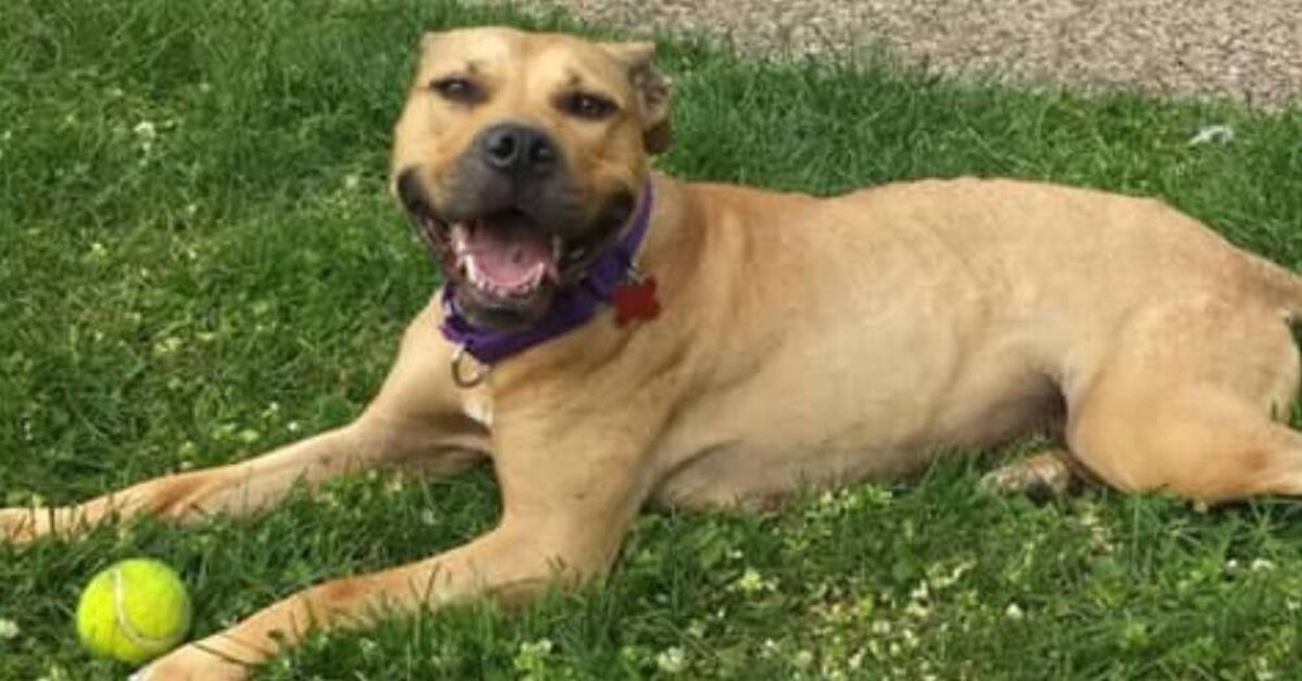 Survivor of Illegal Dog-Fighting is Wagging Her Tail at New, Safe Home -  The Animal Rescue Site News