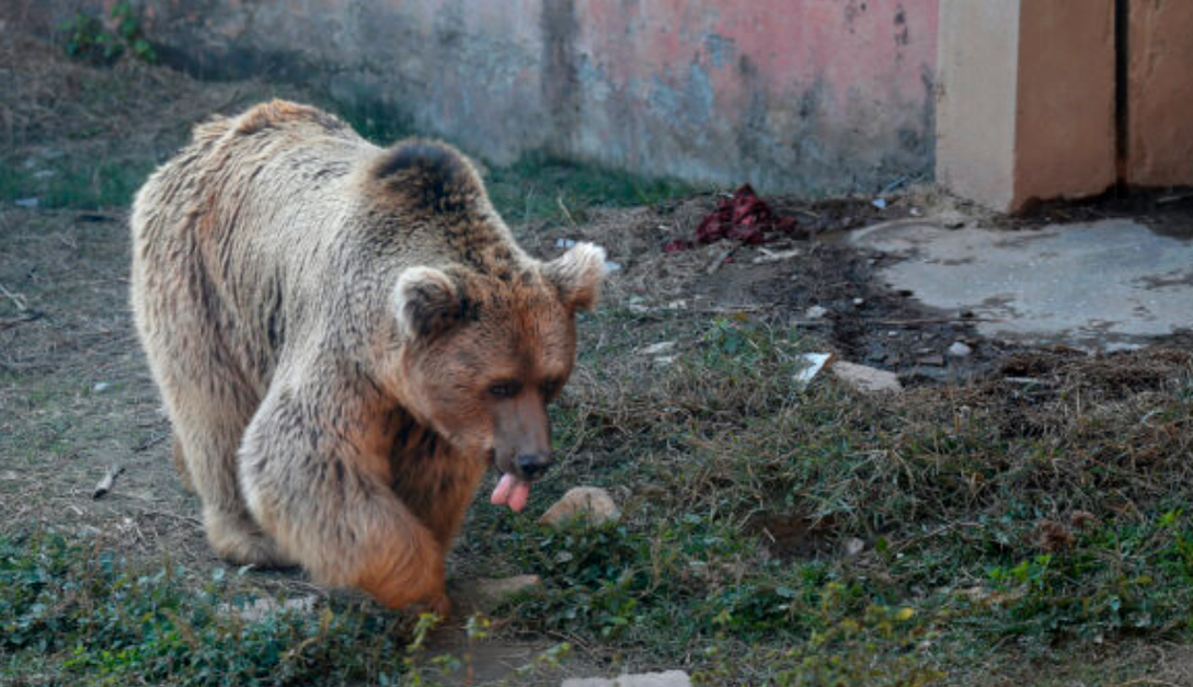 The Last Two Animals From The 'World's Worst Zoo' Get Rescued - The Animal  Rescue Site News