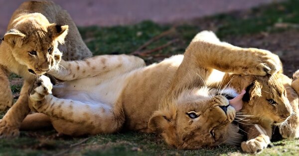 Denver Zoo Seeks Donations To Help Cover Costs To Feed And Care For