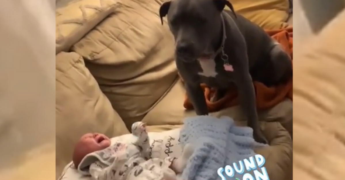 why does my dog cry when my newborn cries
