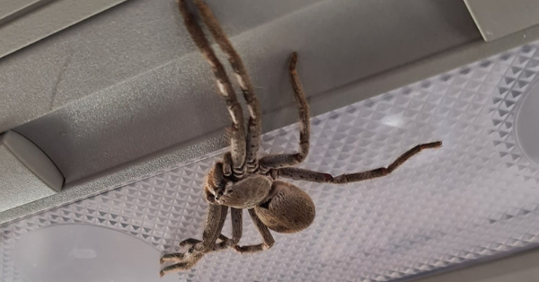 Woman Finds Giant Huntsman Spider In Her Car While Speeding The Earth