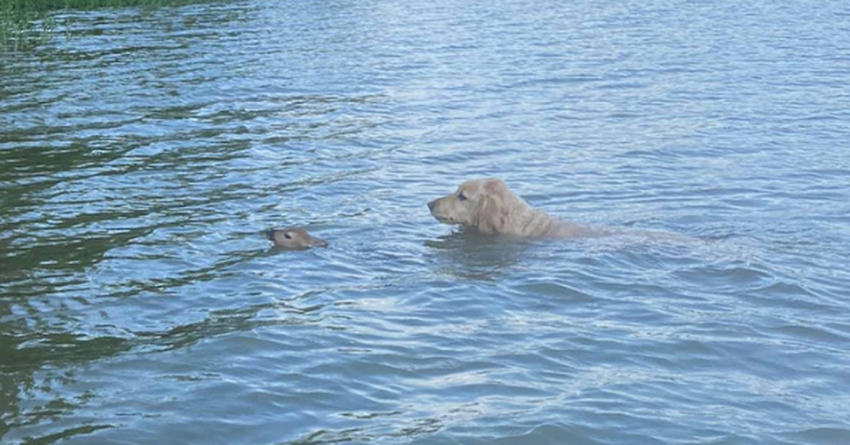 Dog Saves Baby Deer From Drowning - The Animal Rescue Site News