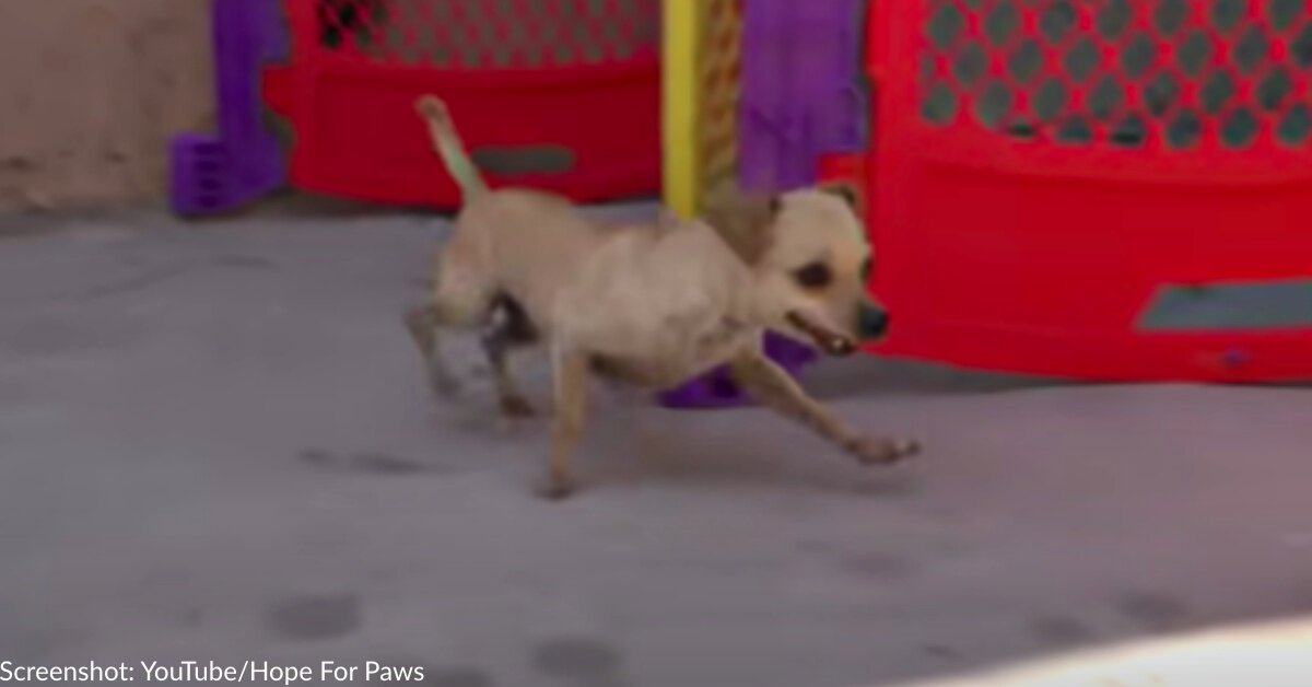 Terrified Chihuahua Abandoned By Owners Learns To Trust Again After