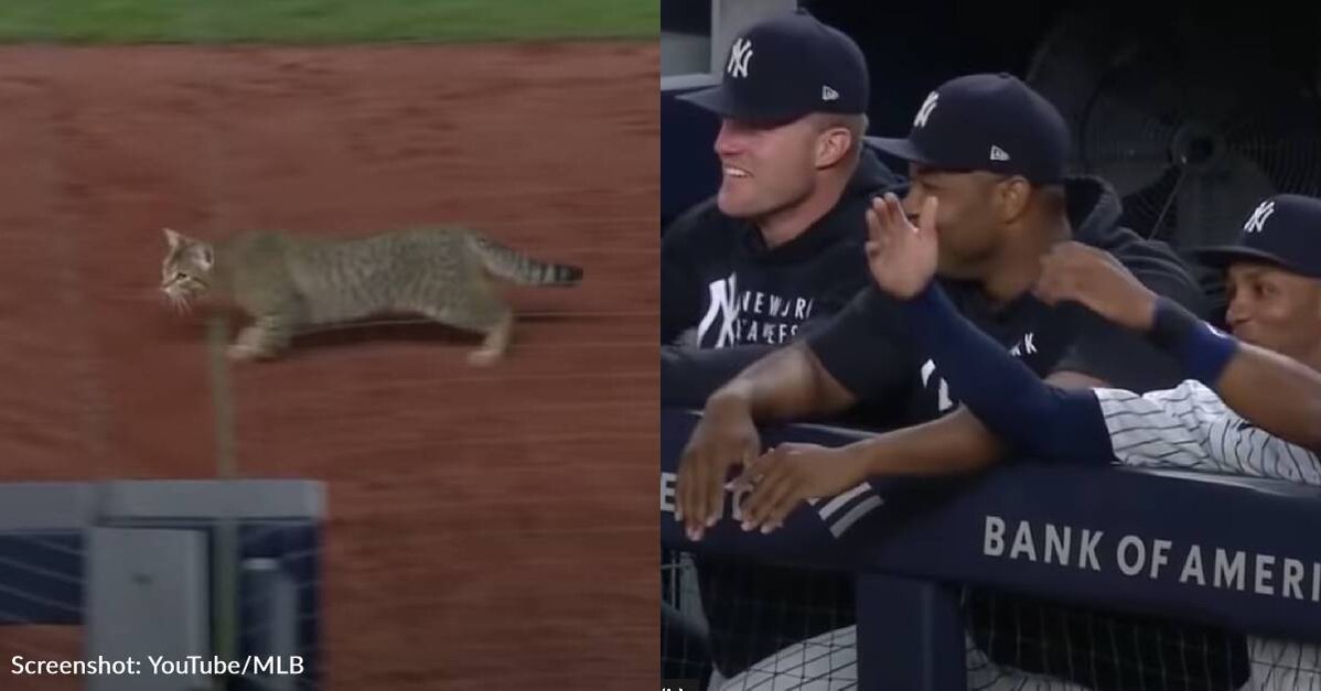 Cat Crashes NY Yankees Baseball Game, Fans Name Him MVP - The Animal Rescue  Site News