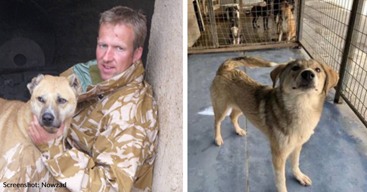 Rescue Founder And Former Marine Won't Leave Afghanistan Until Staff &  Animals Are Safe - The Animal Rescue Site News