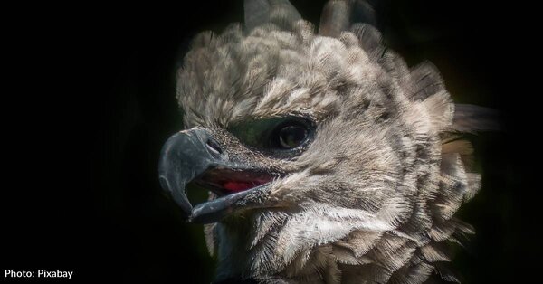 10 Harpy Eagle Facts - Fact Animal
