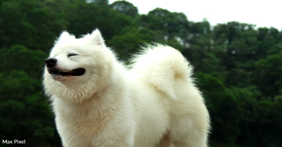 white heart baekgu dog