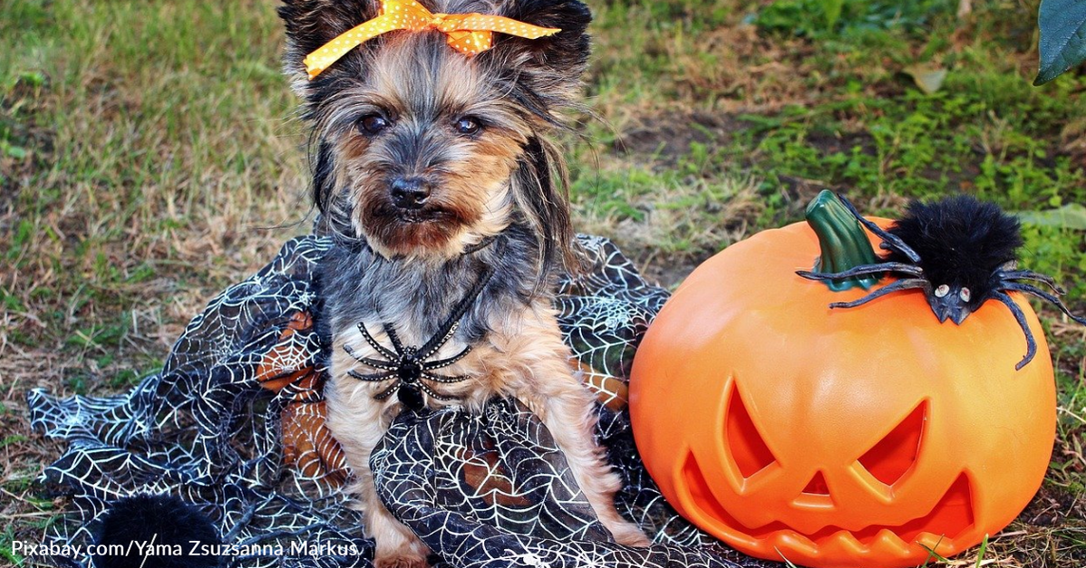 Protect Your Dogs And Cats This Halloween Season - The Animal Rescue ...