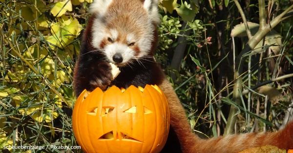 Ambassador Animals Happily Eat Pumpkins At The Oregon Zoo - The Rainforest  Site News