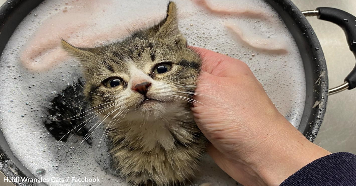 Watch These Rescue Kittens Take A Gentle Bath In A Saucepan - The Animal  Rescue Site News