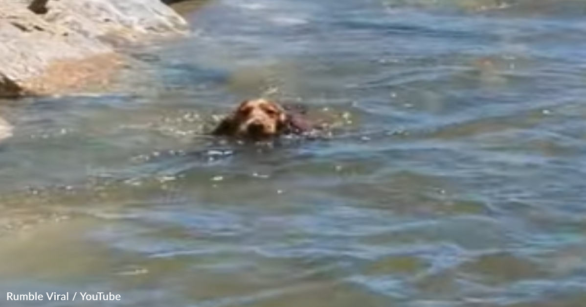 Dog Saves Little Dog From Drowning At The Beach - The Animal Rescue Site  News