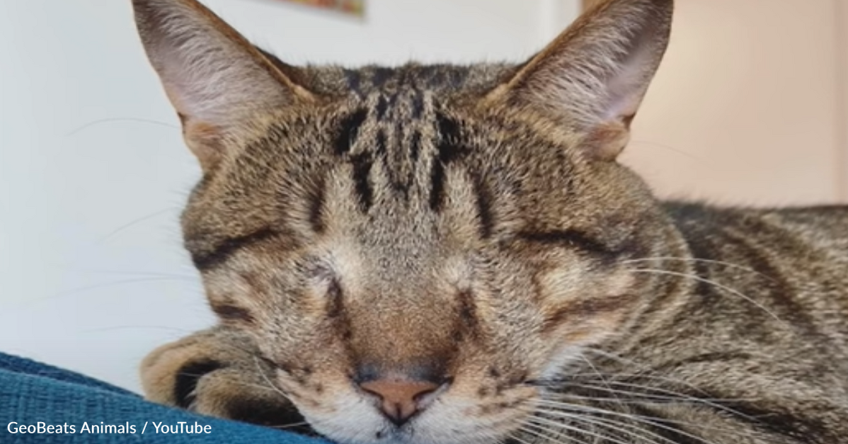Cat Without Eyes Makes It Off The Streets And Into A Loving Forever Home -  The Animal Rescue Site News