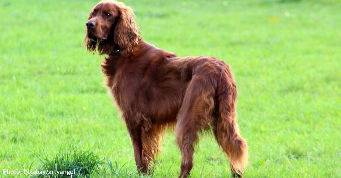 9 Irish Dog Breeds - The Animal Rescue Site News
