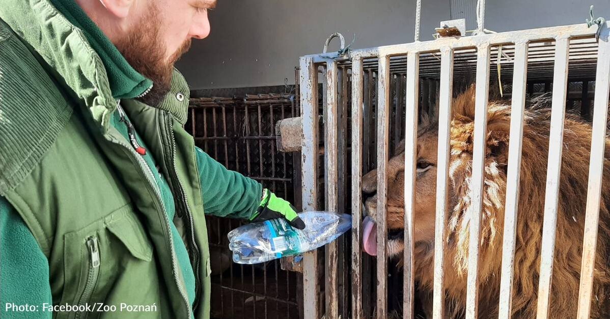 Severely Traumatized" Lions and Tigers Evacuated From Ukraine and Taken In  By Dutch Sanctuary - The Animal Rescue Site News