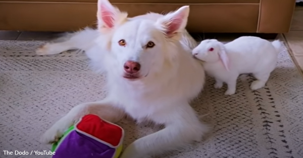 Dog And Rescue Bunny Become BFFs And Do Everything Together - The  Rainforest Site News