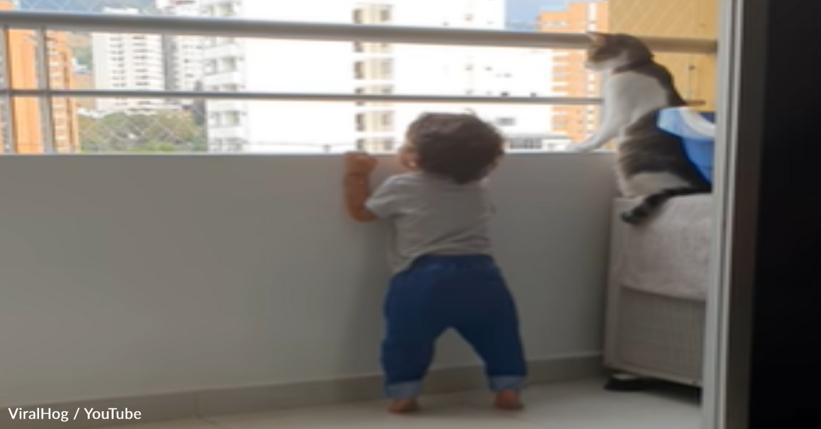 Cat Protects Toddler And Keeps Him Away From The Balcony Ledge - The Animal Rescue Site News