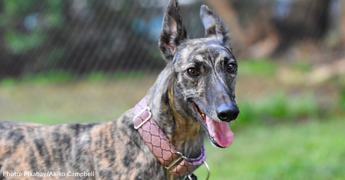 The Last Greyhound Racetrack In Iowa Closes For Good - The Animal Rescue  Site News
