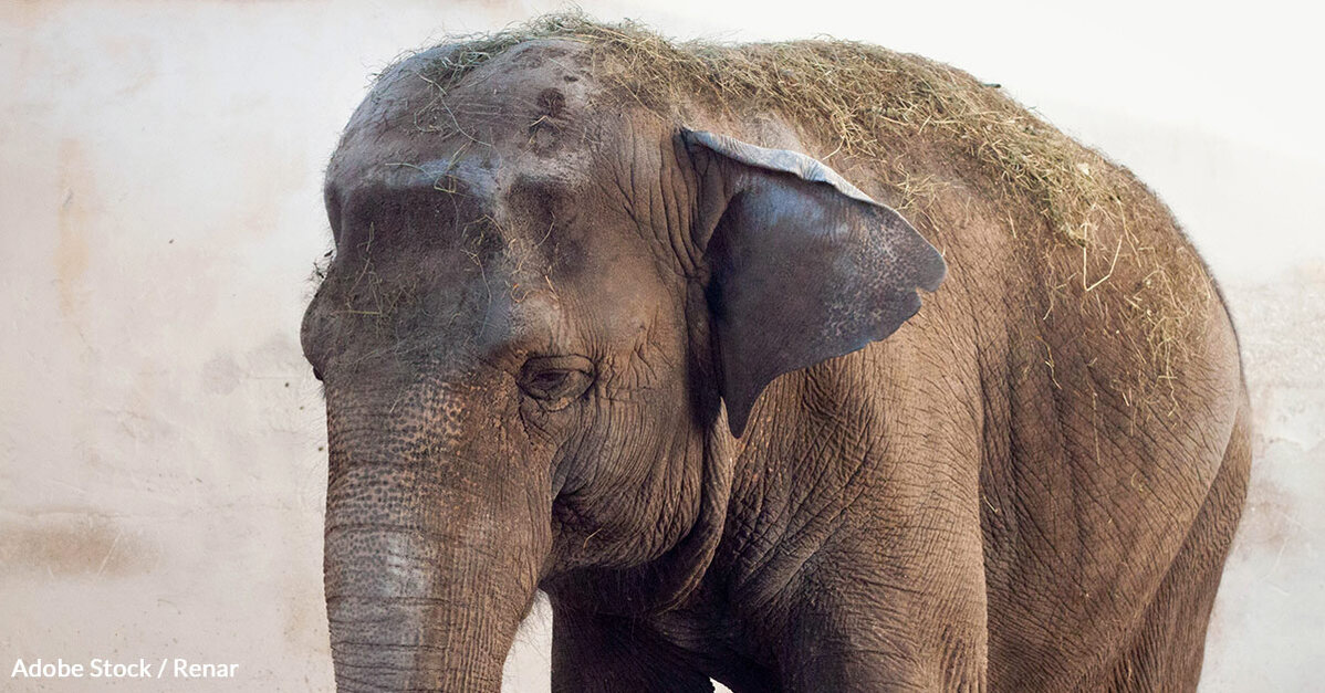 Happy Is an Elephant. Is She Also a Person? - The Atlantic