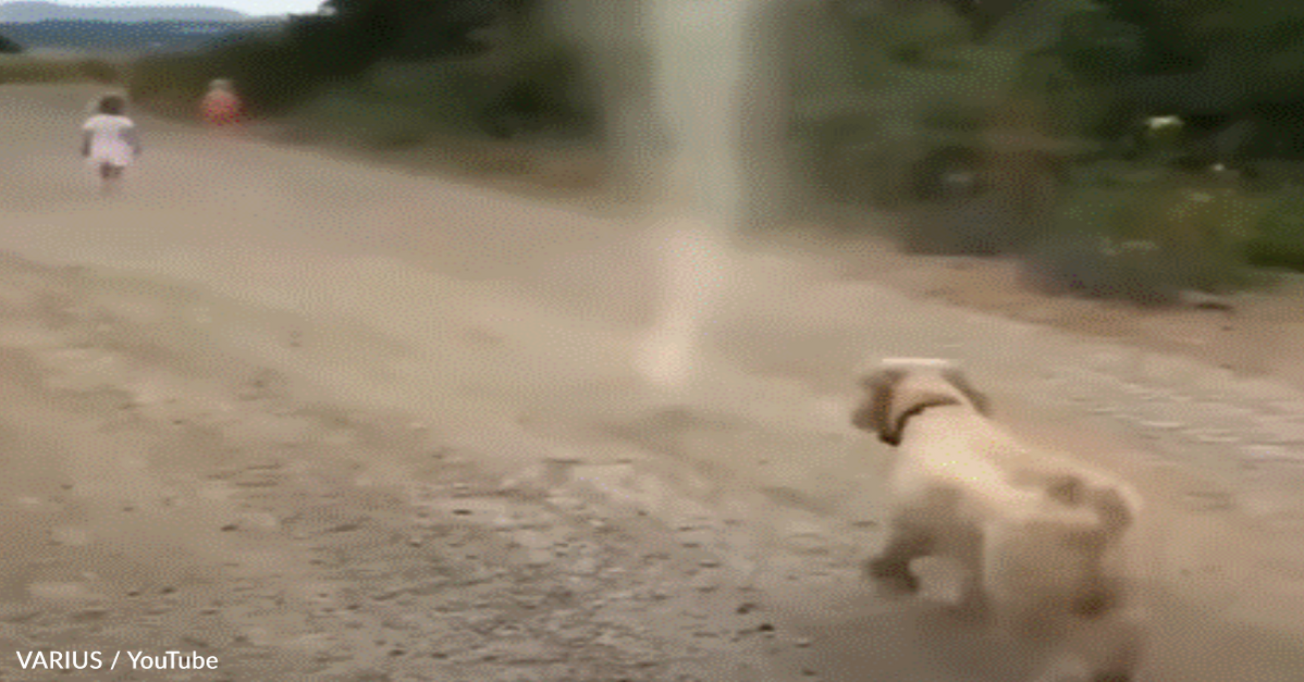 playful-pup-stops-tornado-from-forming-the-animal-rescue-site-news
