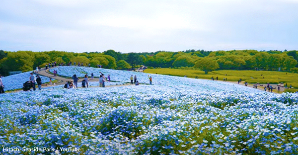 Millions of Blue Flowers Are Blooming in This Japanese Park, and