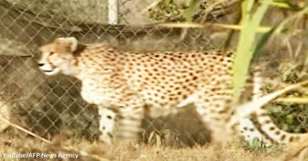 Himani, snow leopard whose seven cubs helped conservation efforts, dies  aged 17, Animals