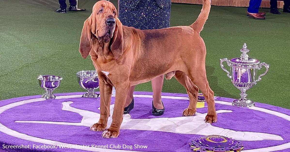 Trumpet The Bloodhound Wins "Best In Show" At Westminster Dog Show - The Animal Rescue Site News