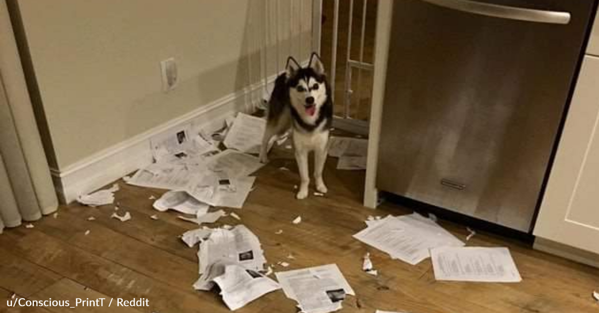 dog ate her homework