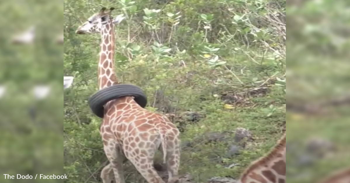 Veterinarians Save Wild Giraffe With Tire Stuck Around Her Neck Goodnews By Greatergood