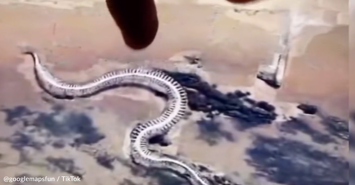 Giant Snake Skeleton on Google Maps: Real or Fake