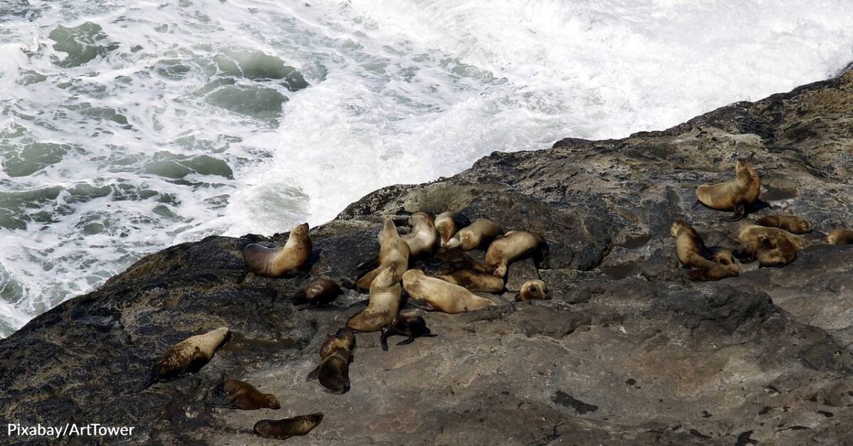 Oregon officials: Keep pets away from sick sea lions