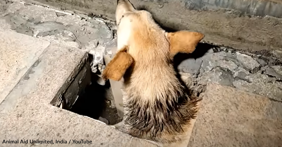 Rescuers Find Dog Dying In A Hole And Offer Him A Second Chance At Life -  GoodNews by GreaterGood