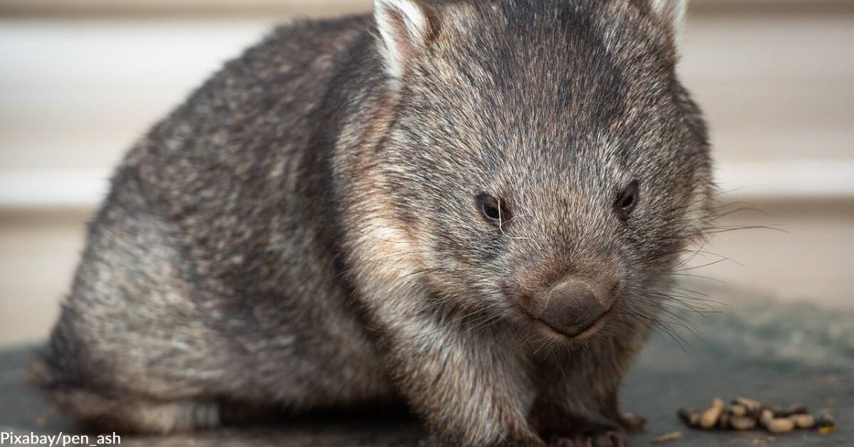 Wombats the Size of Cars? Be Glad You Didn't Live Back Then! - GoodNews by  GreaterGood