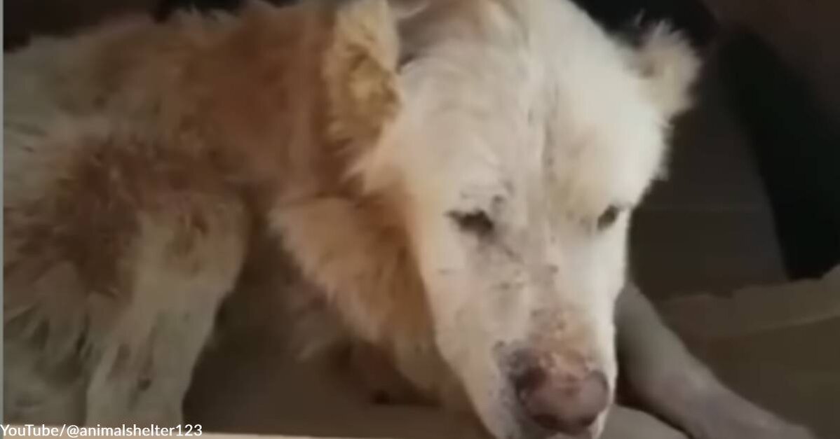 Dog in Horrific Condition Cries After Receiving Sustenance for the First  Time in Weeks, but a Happy Ending Was Waiting for Him - The Animal Rescue  Site News