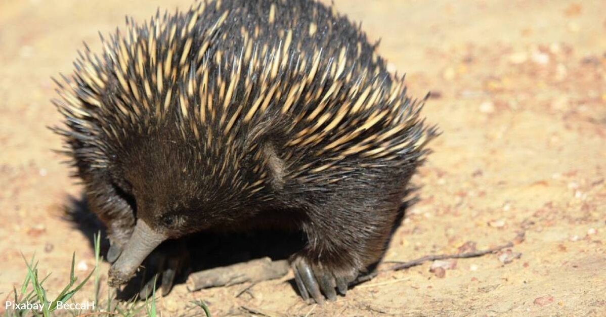 Tiny, Spiny Mammal Finds Interesting Ways to Stay Cool in the Heat - The  Animal Rescue Site News