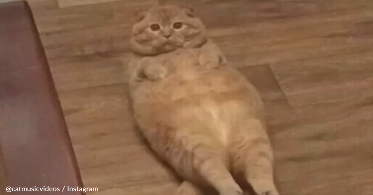 Viral Meme Cats Dance To Popular Songs In Hilarious Video Series - The  Animal Rescue Site News