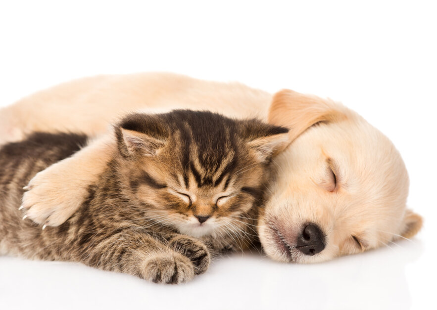 why kittens are better than puppies